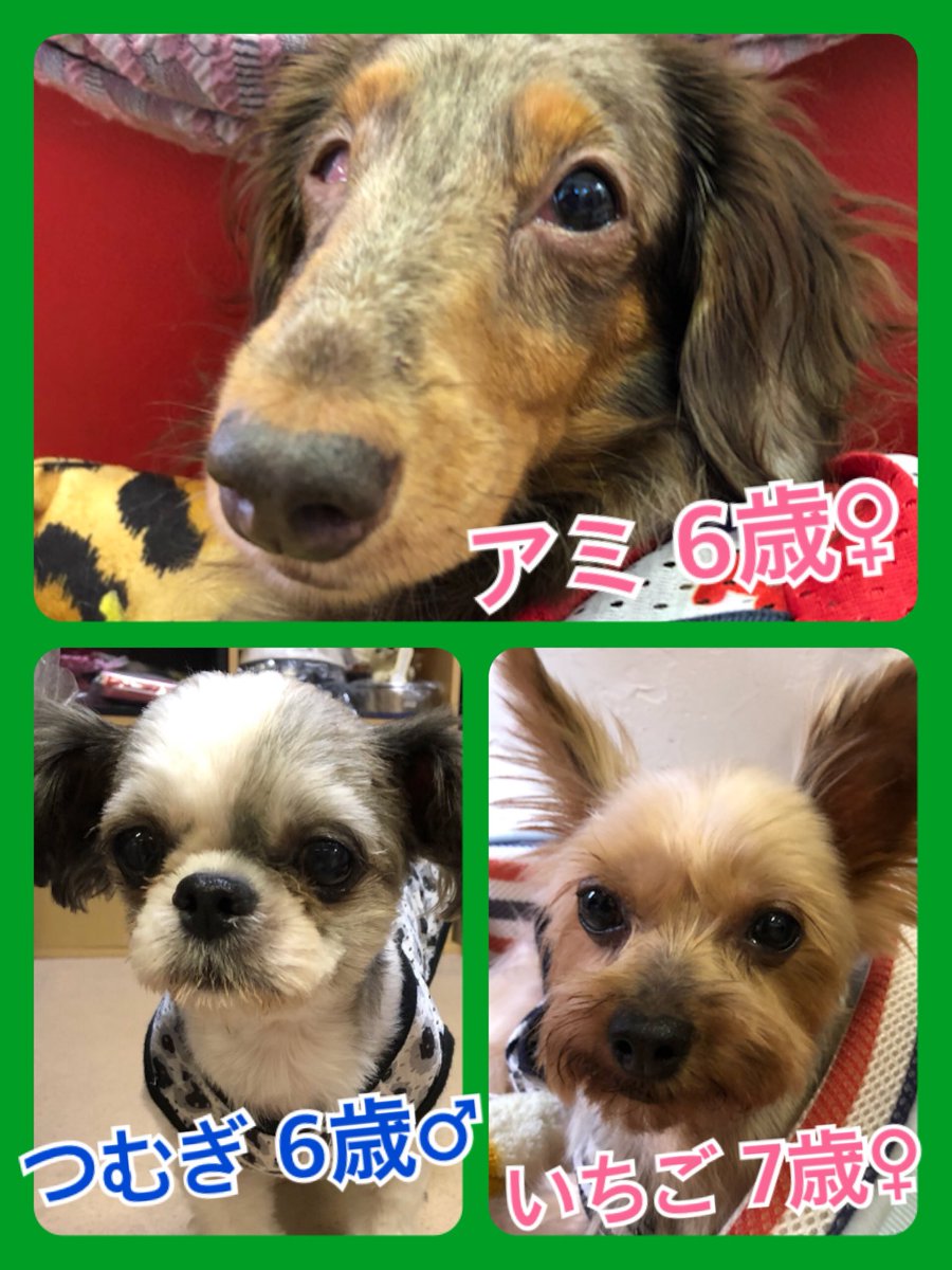 🐾今日の里親様募集中ワンコ🐶メンバーです🐾2018,9,3